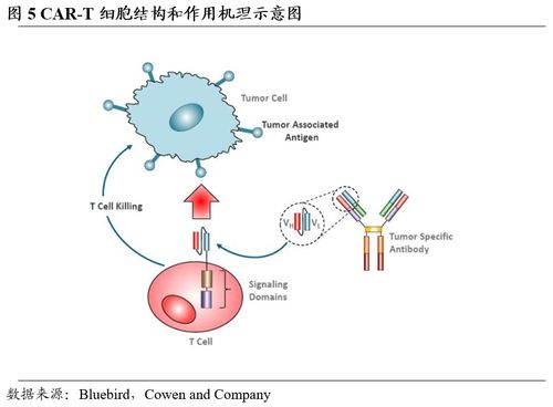 金斯瑞生物科技 赋能逻辑逐步兑现,细胞疗法进展顺利